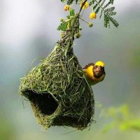 Ikram | HealthChoice Essential