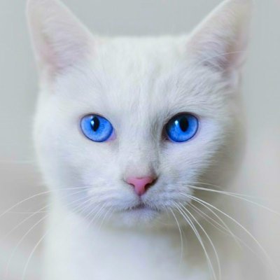 𝓜𝓮𝓷𝓰: 𝓽𝓱𝓮 𝓛𝓸𝓻𝓭 𝓸𝓯 𝓽𝓱𝓮 𝓒𝓪𝓽𝓼