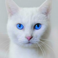 𝓜𝓮𝓷𝓰: 𝓽𝓱𝓮 𝓛𝓸𝓻𝓭 𝓸𝓯 𝓽𝓱𝓮 𝓒𝓪𝓽𝓼