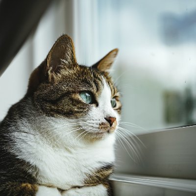 猫動画紹介専門