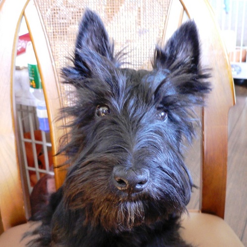 ぽんこつRider@🐻が怖くて林道行けないマン