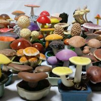 渋谷卓人@きのこ盆栽