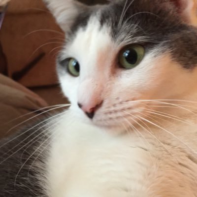 Katty McCatnip🇺🇸🗽☮️🦋