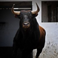 Toro de guerra