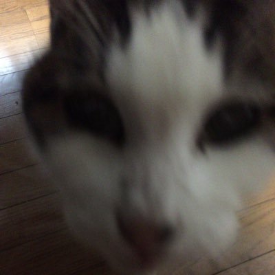 ﾄﾞﾐﾆｵ•ﾃﾞｯﾗ•ﾛ-ﾏﾈｺﾝﾃ