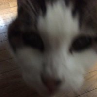 ﾄﾞﾐﾆｵ•ﾃﾞｯﾗ•ﾛ-ﾏﾈｺﾝﾃ