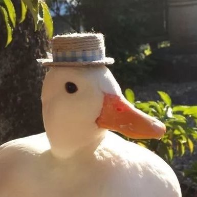 FriendlyDuckGoesQuack