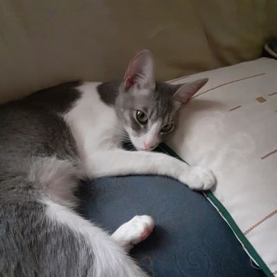 Sylvia M 👠🐱🎀