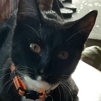 IslandGirl 🌋🗻🏝🤙🌊