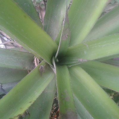 MD Najmul Hoque Suri