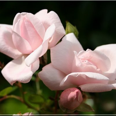 Valence Andree - La table d'Amélie