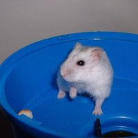 かにぱん＠子供と毎日バタバタ