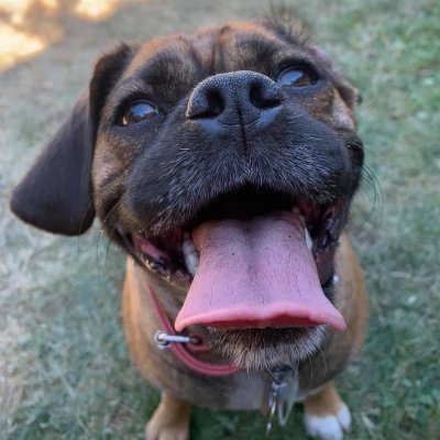 CDN Norse Dog Dad to #PrincessSamantha