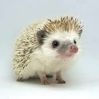 Hedgehog