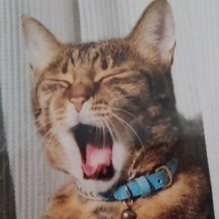 🎗にざえもん🎗🕊️