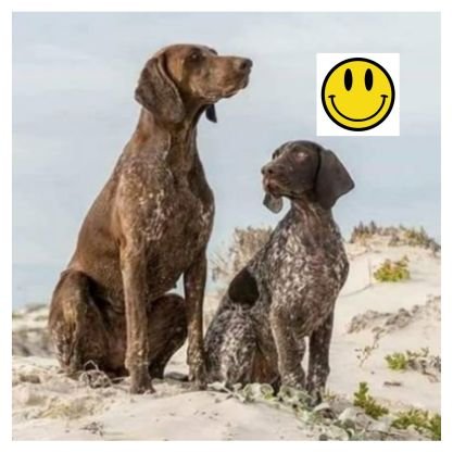 Dale 🇿🇦🇬🇧