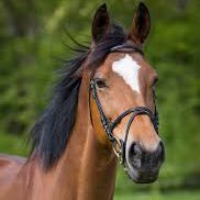 Leentje 🐝🐝🐝🌸🌺🌸🚜🚜🚜