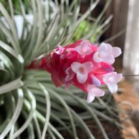 🎀リボンリボン