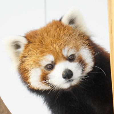 ゆー@もふもふ愛好家