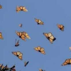 Giovanna Falanga🏀