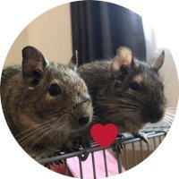 かーりー@デグー飼い