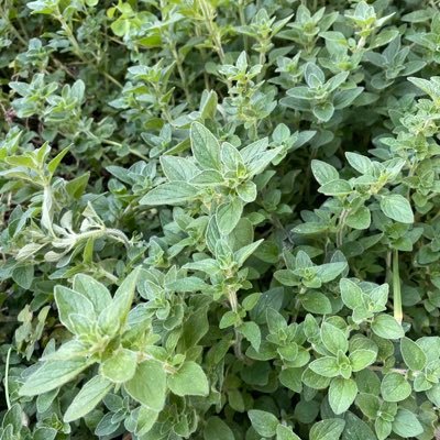 🙏🏼 Humanitarian✨