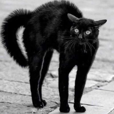 micia (spunta blu presa con i punti coop)