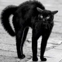 micia (spunta blu presa con i punti coop)