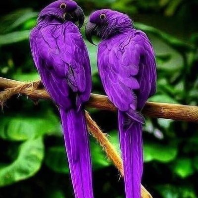 CO2 means LIFE 🎆 Free Tina Peters!