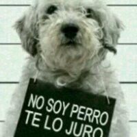 *Cachorro sin Dueña*