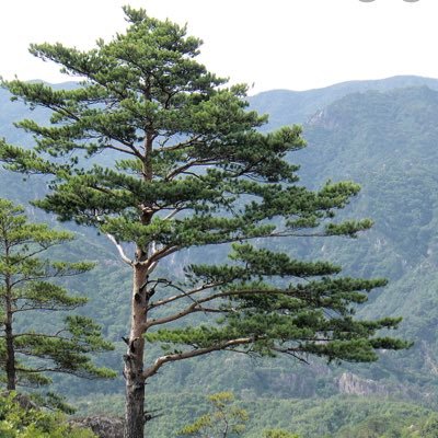 nanobot_bedbug 🇨🇦