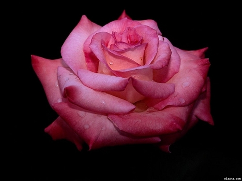 Mr. El-Sayed Ramadan