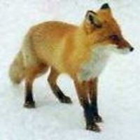 翼が折れたきたきつね