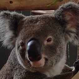 CreakingGum 🍉🐨🌳🇬🇱