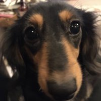 しげさん　昼行灯　Z'z