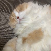 逆神サンダーライガー