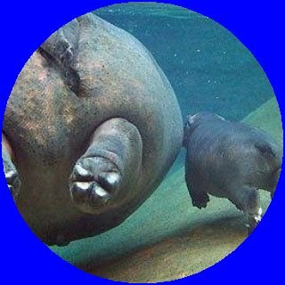 hippo🦛Masa🍋🌸🍠