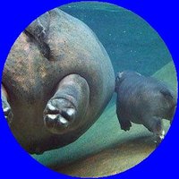 hippo🦛Masa🍋🌸🍠