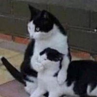 KaterMütze 🇨🇴