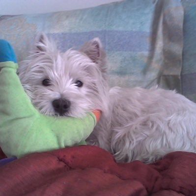 Ninabecks con Israele e Ucraina nel cuore