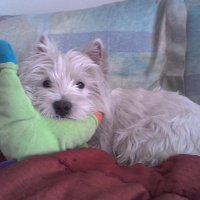 Ninabecks con Israele e Ucraina nel cuore