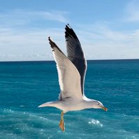 #StopGenocide #FreePalestine