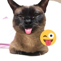 とんかちゅ(*´꒳`*)