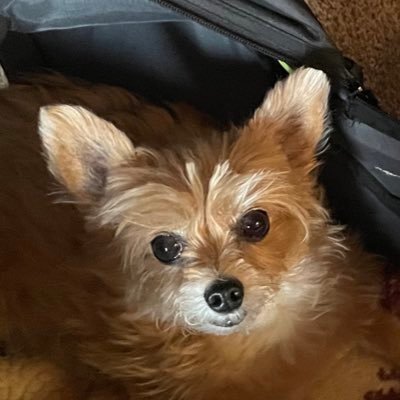 Dee Ritz 💙🌊🧚