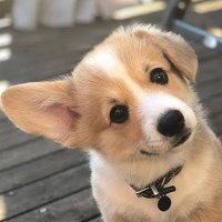 Barbarian (slow makkkk na ka)