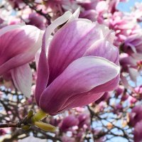 マグノリア@ラジオと音楽