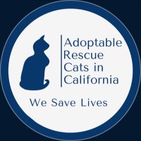 Adoptable Rescue Cats in California