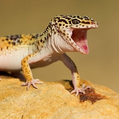 OTCGecko