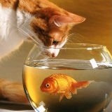 திருமால் வாசன்