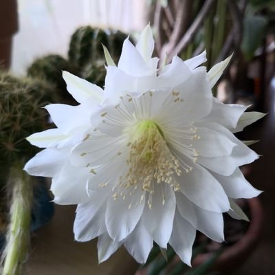 山倉さ実（さじつ）